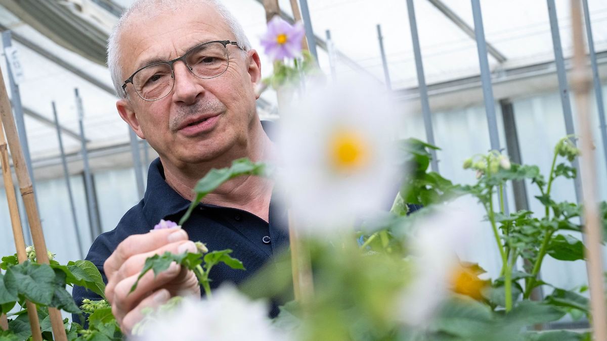 Forscher: Kartoffel muss sich dem Klimawandel anpassen