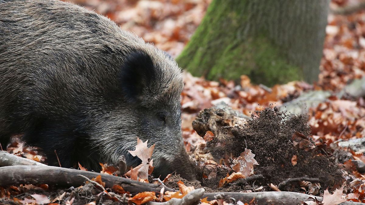 Erstmals Afrikanische Schweinepest in NRW nachgewiesen