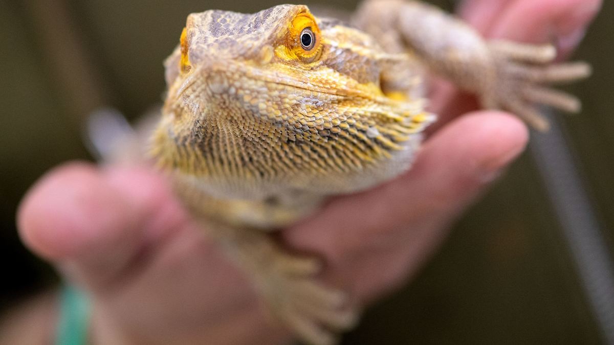 Exotische Echsen in Steinbruch gefunden