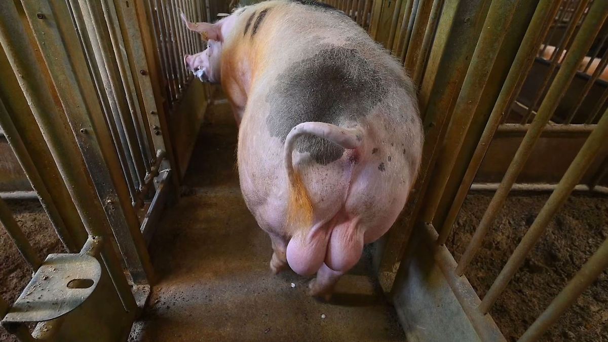 OVG verhandelt Streit um Ebersperma