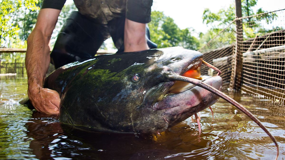 Wels-Alarm am Badesee – muss ich mir Sorgen machen?