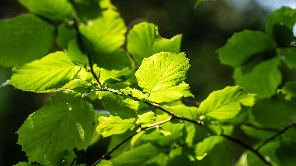 Die Buche noch besser kennenlernen
