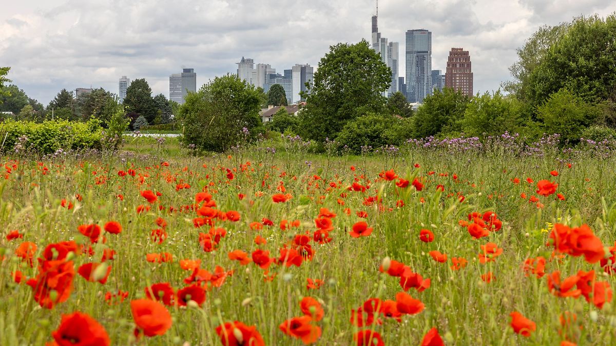 Wechselhaftes Sommerwetter in Hessen erwartet