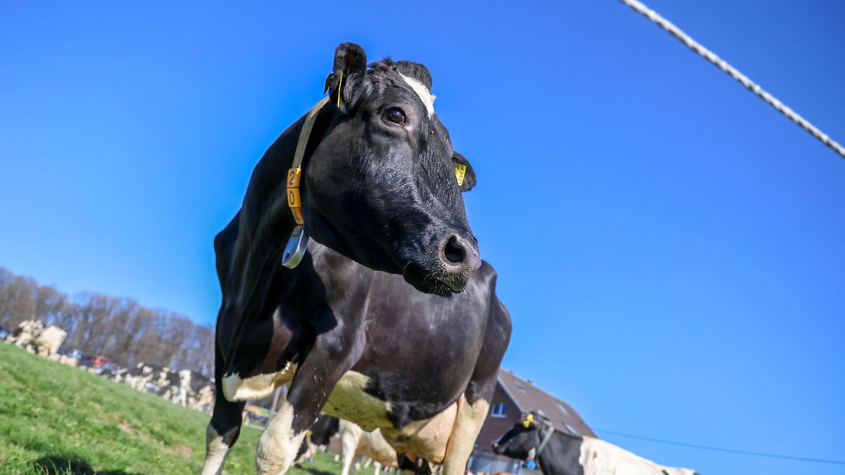 Bullensperma nicht gestohlen, sondern andernorts gelagert