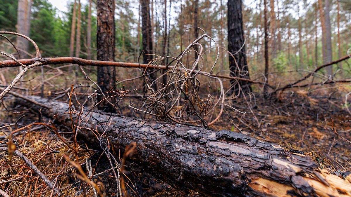 Große Waldbrandgefahr in Bayern