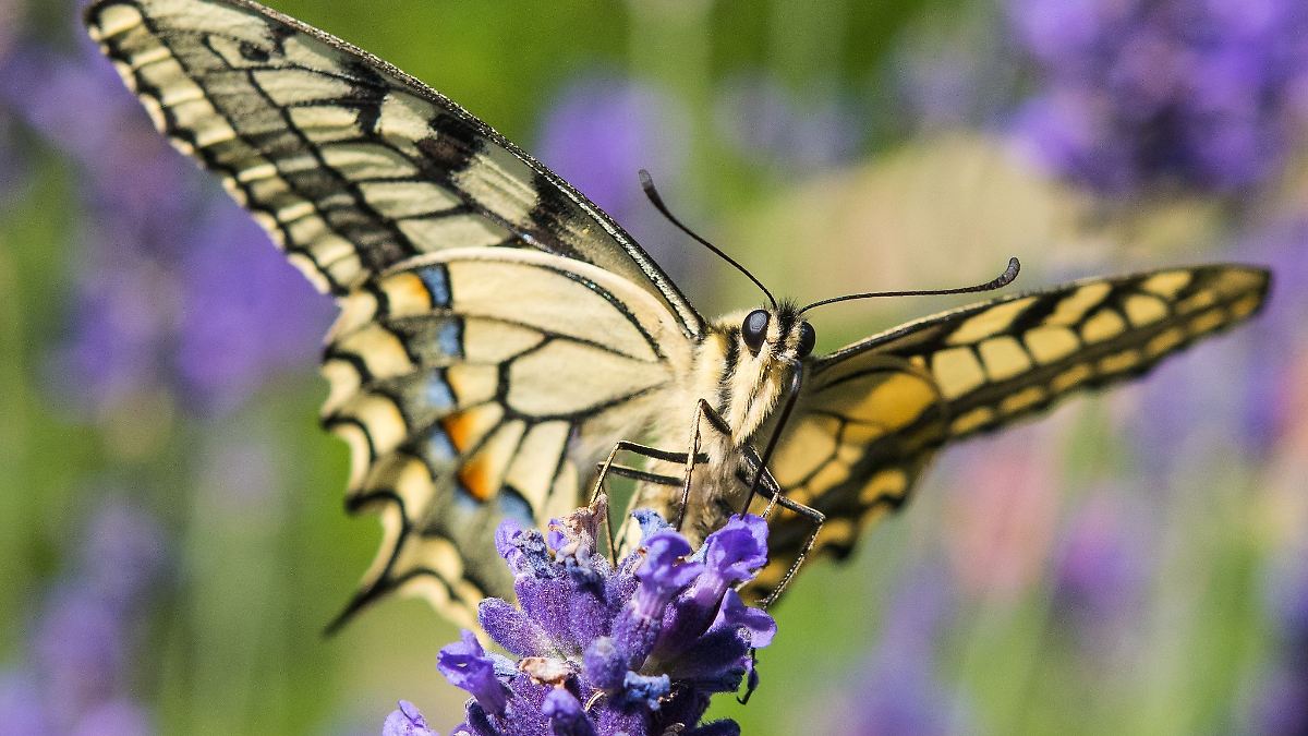 Bevölkerung soll Schmetterlinge melden