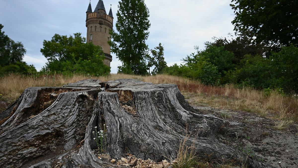 Gärten leiden unter Kimawandel - Land will gegensteuern