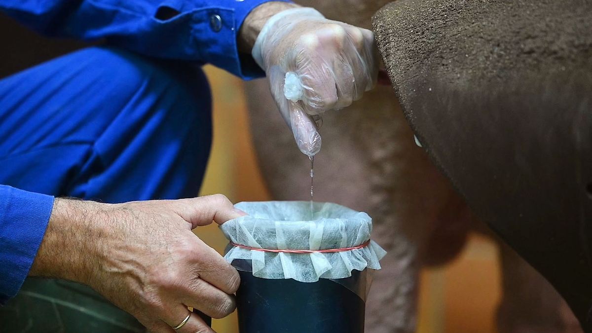 Urteil: Für Vergleichstest mit Ebersperma fehlte Gesetz