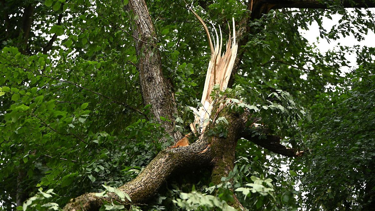 Forstbehörde warnt vor Gefahr: Tegeler Forst bleibt gesperrt