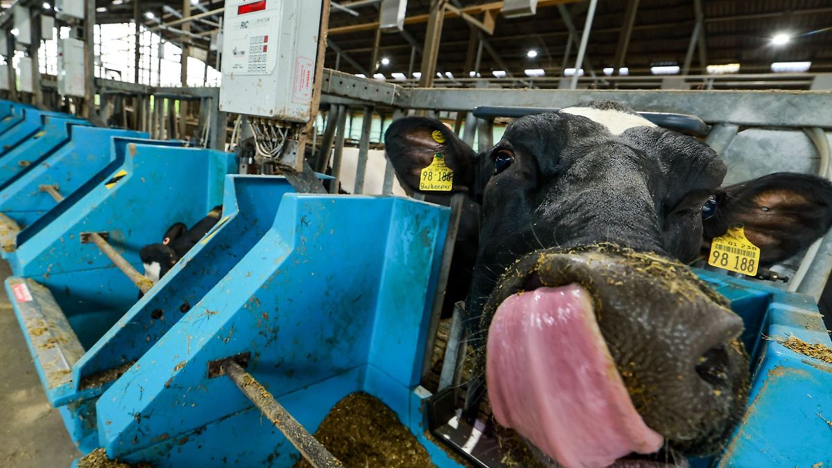 Versuch weist Weg zur Methanreduzierung bei Kühen