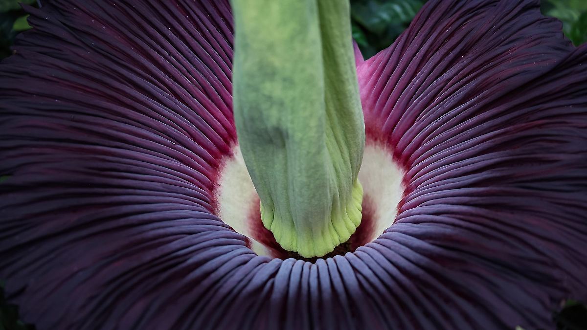Riesenblume blüht im Botanischen Garten – nur für drei Tage