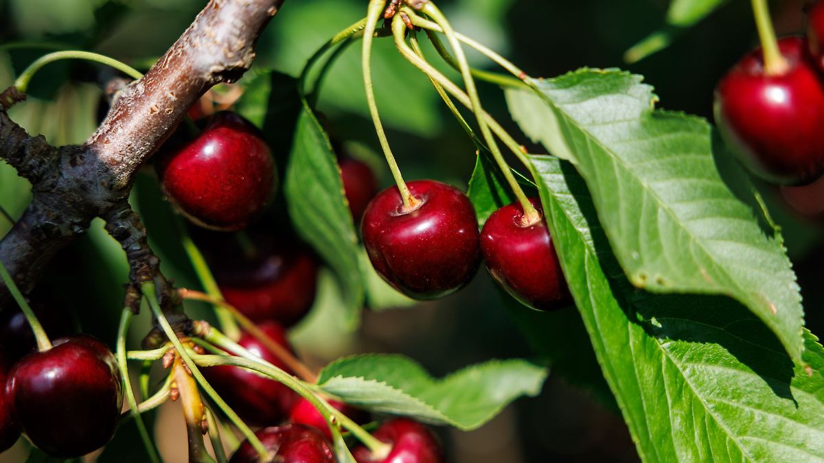 Hitze und Größe - so läuft die Kirschernte in Franken
