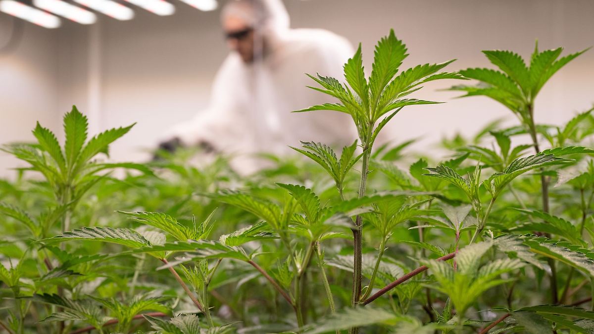 Ein Jahr Cannabis-Gesetz: Bisher drei Vereinigungen in MV