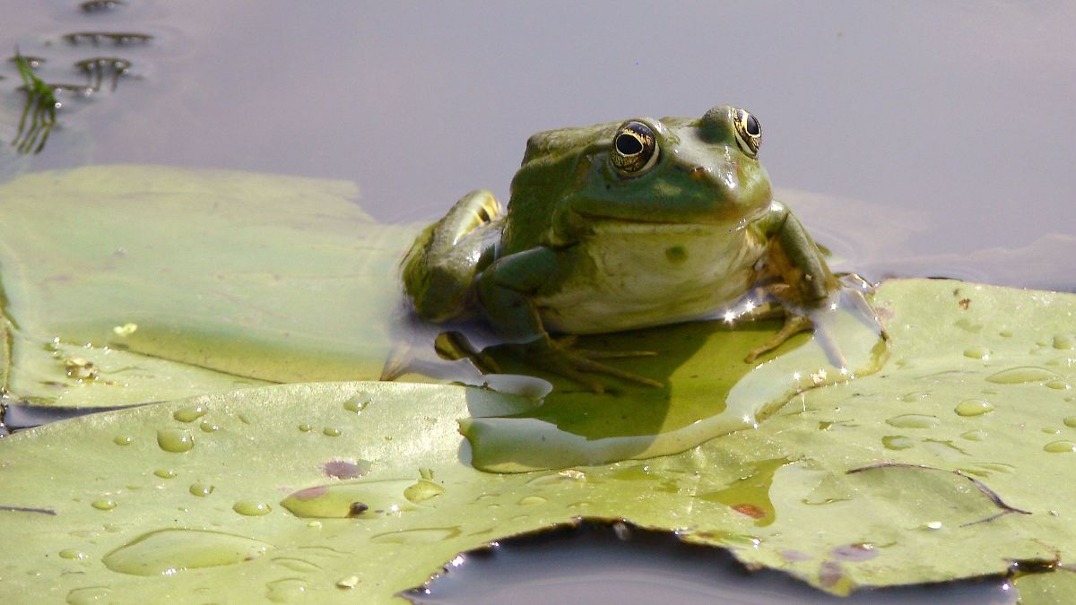 Quak statt Knall: Polizei sucht Kanone und findet Frösche