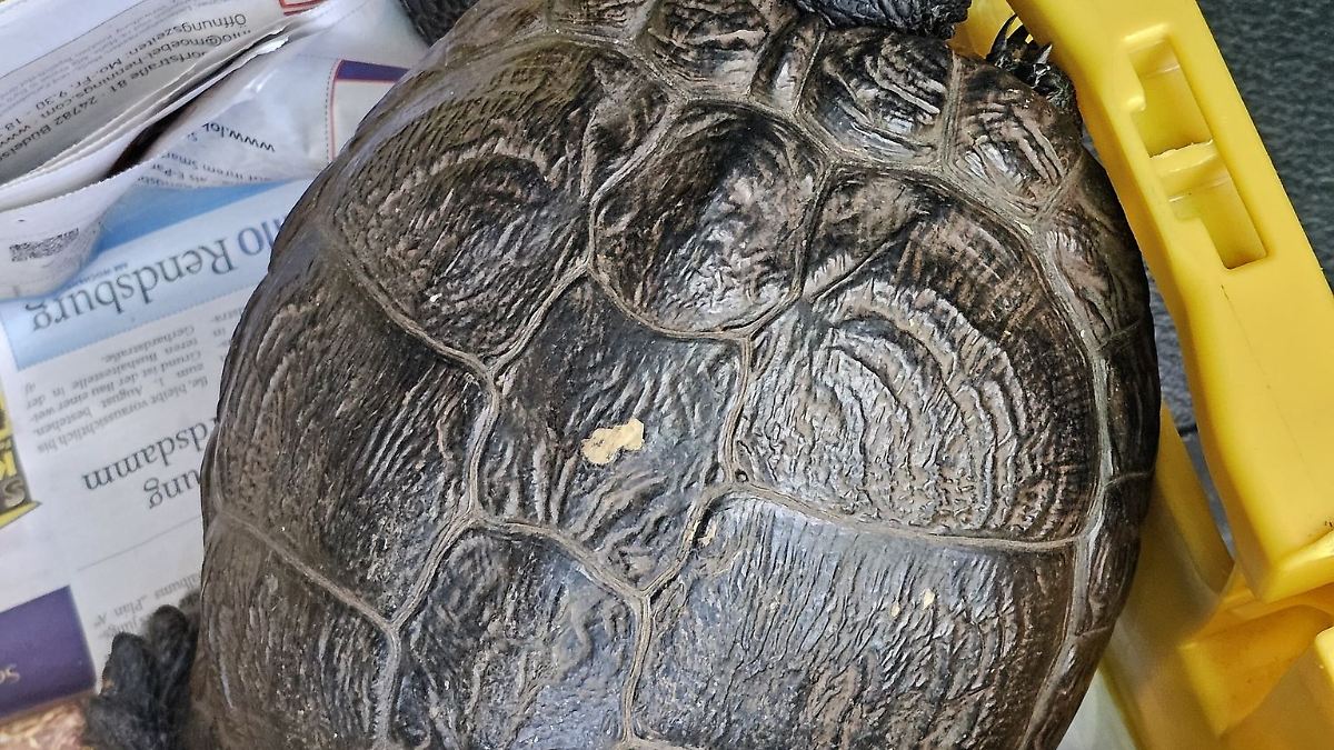 Passantin findet Landschildkröte - Besitzer gesucht