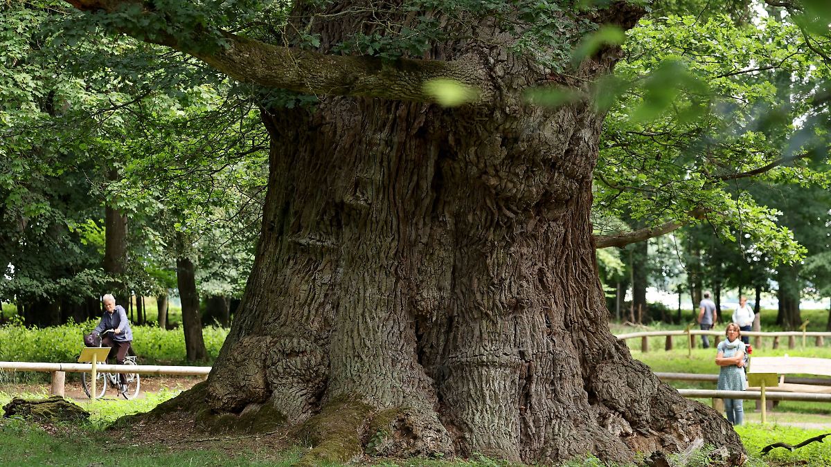 Ivenacker Eiche: Baumgigant erhält Auszeichnung