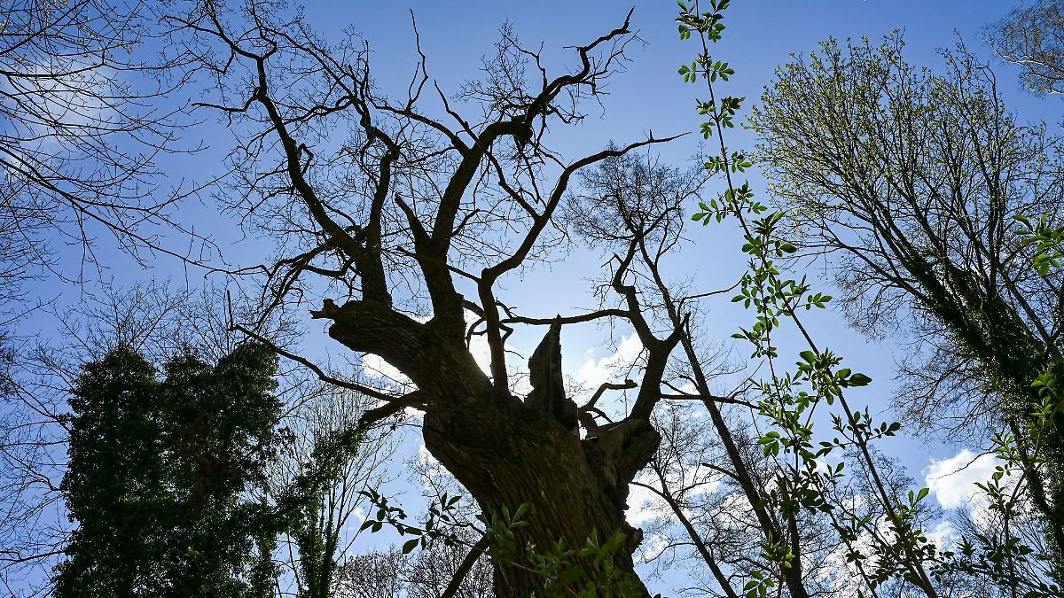 Wie hat der älteste Baum Berlins den Sturm überstanden?