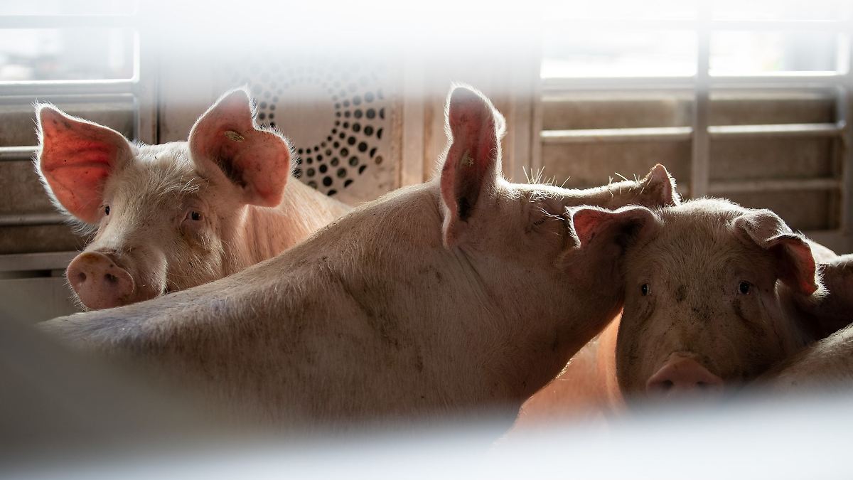 Niedersachsen verbietet lange Tiertransporte bei Hitze