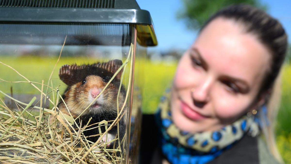 Ausgewilderte Feldhamster haben Nachwuchs
