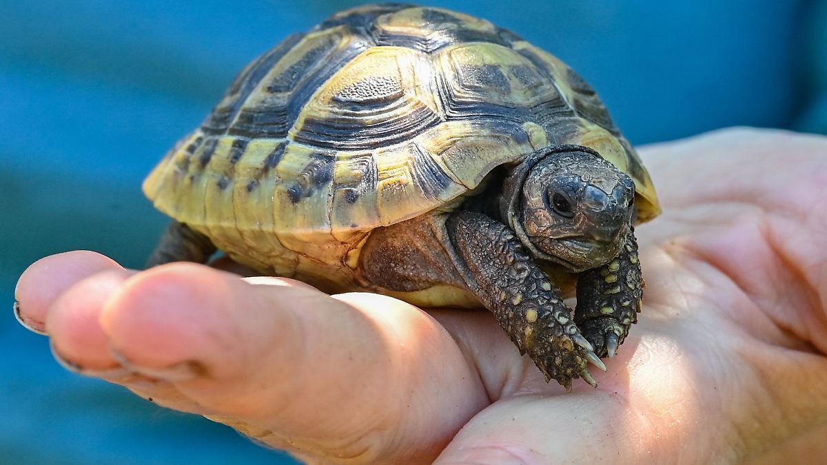 Glückliches Ende für Schildkröte an der B5