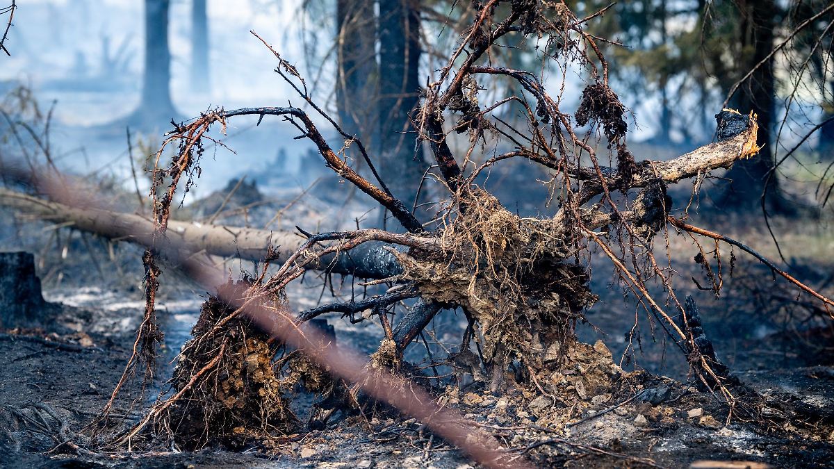 Polizei: Schaulustige sollen Waldbrand fernbleiben