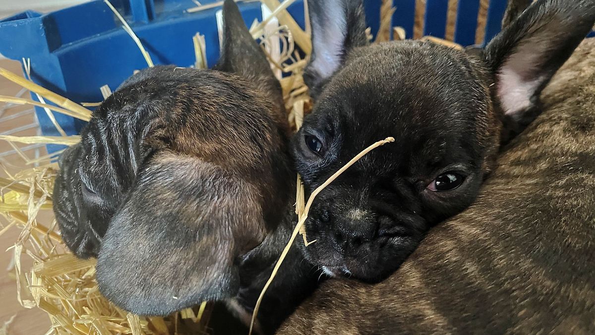 Linke fordern konsequentes Vorgehen gegen Welpenhandel