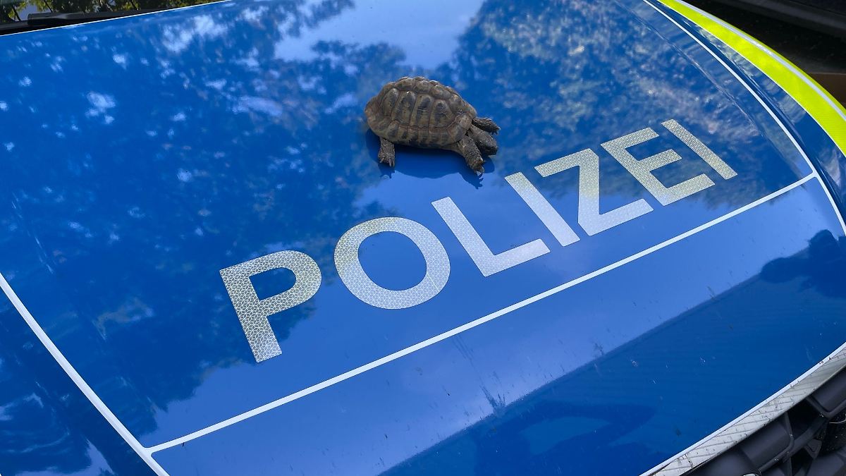 Streit um Schildkrötenbetreuung – Polizei schreitet ein