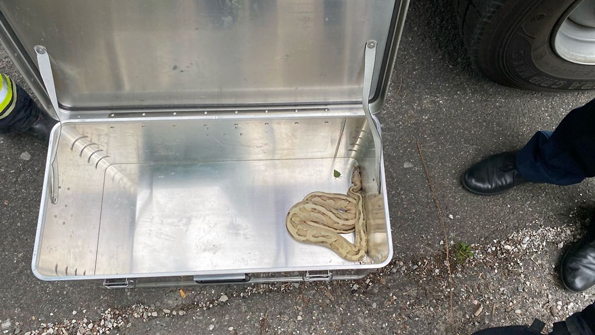 Kurioser Fund: Python auf Briefkasten entdeckt