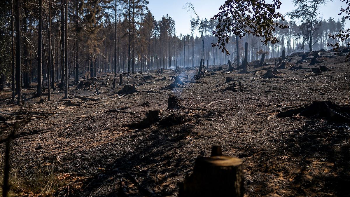 Was geht besser? Linke möchte Waldbrand als Ausschuss-Thema