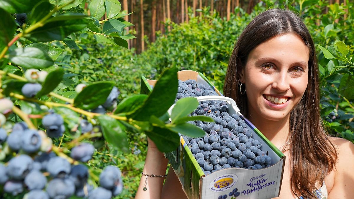 Heidelbeer-Saison gestartet - Druck durch Importobst