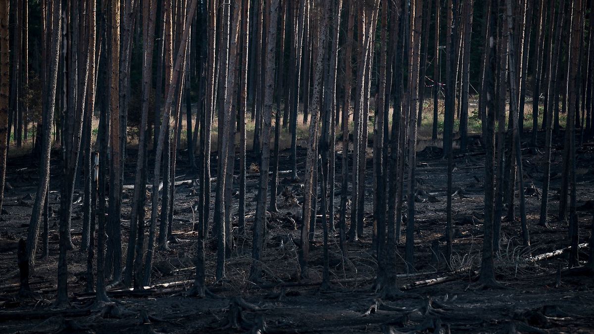 Brand auf Saalfelder Höhe gelöscht