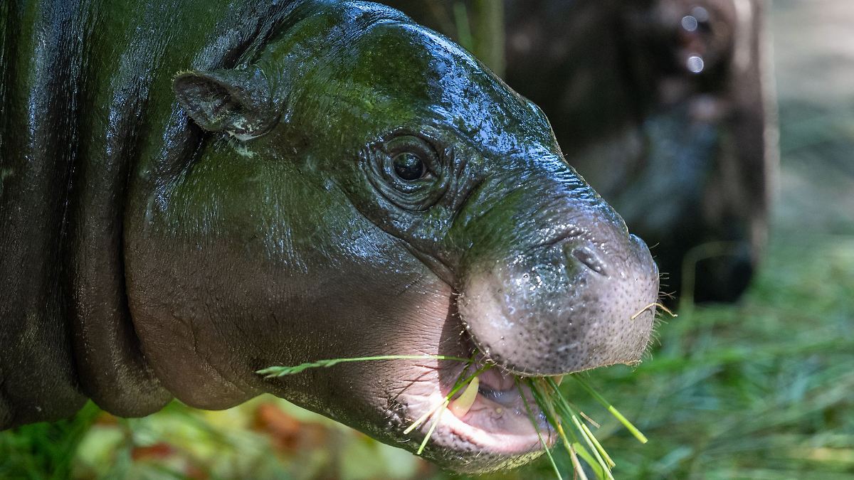 Mini-Hippo Toni bleibt noch bis Ende August im Berliner Zoo