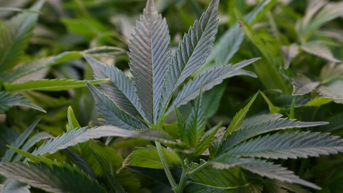 Bisher 16 Cannabis-Clubs in Sachsen genehmigt