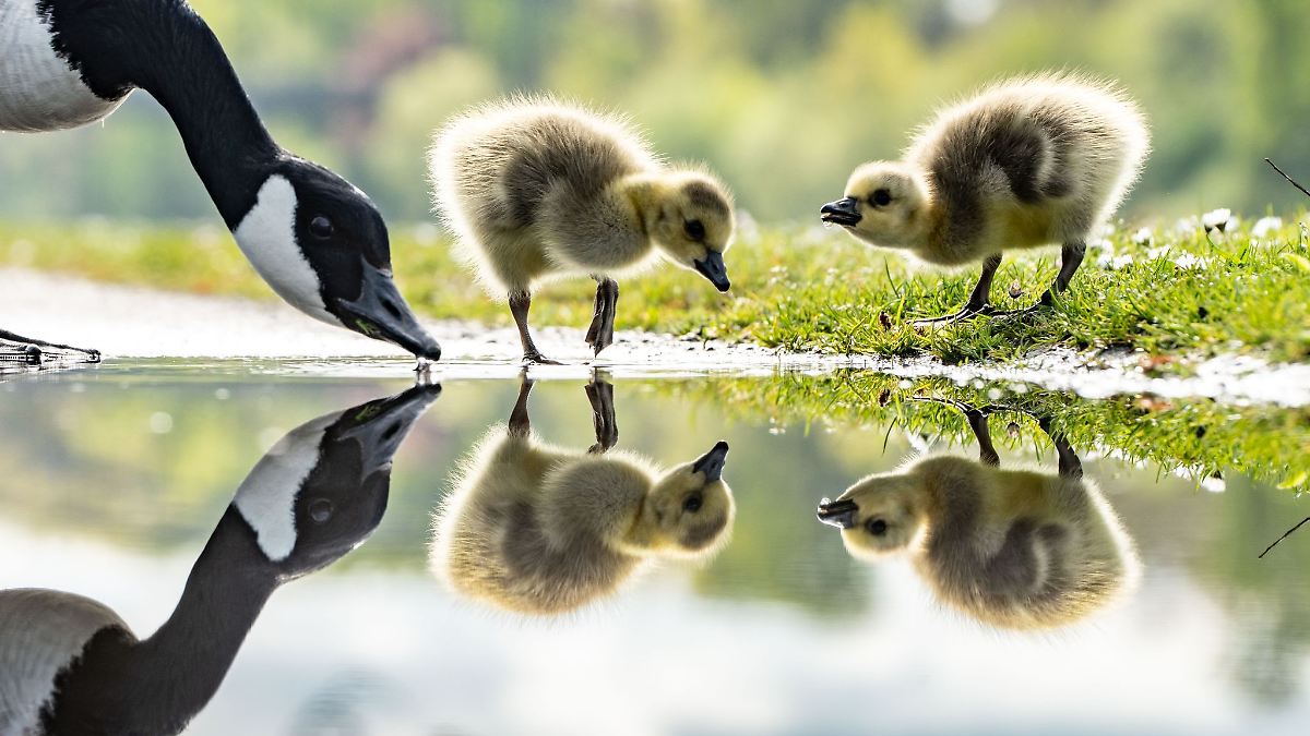 Aiwanger will Jagd auf Nil- und Rostgänse eröffnen
