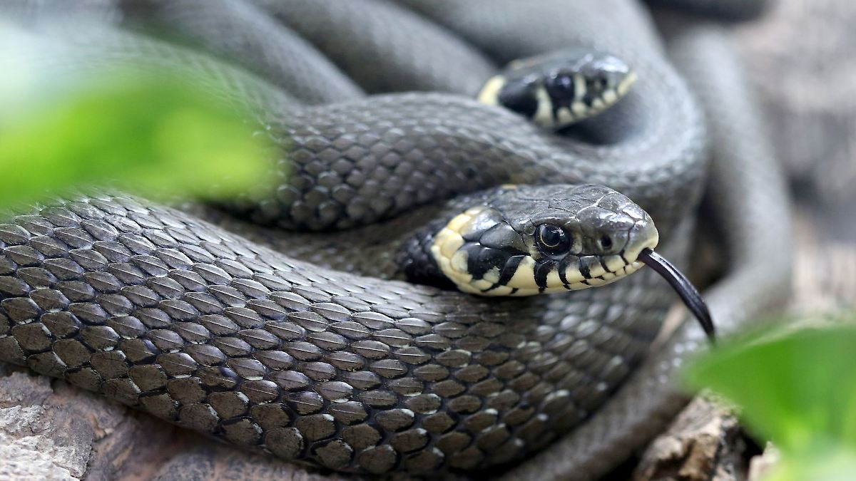 Tote Schlange löst Polizeieinsatz in Kamenz aus