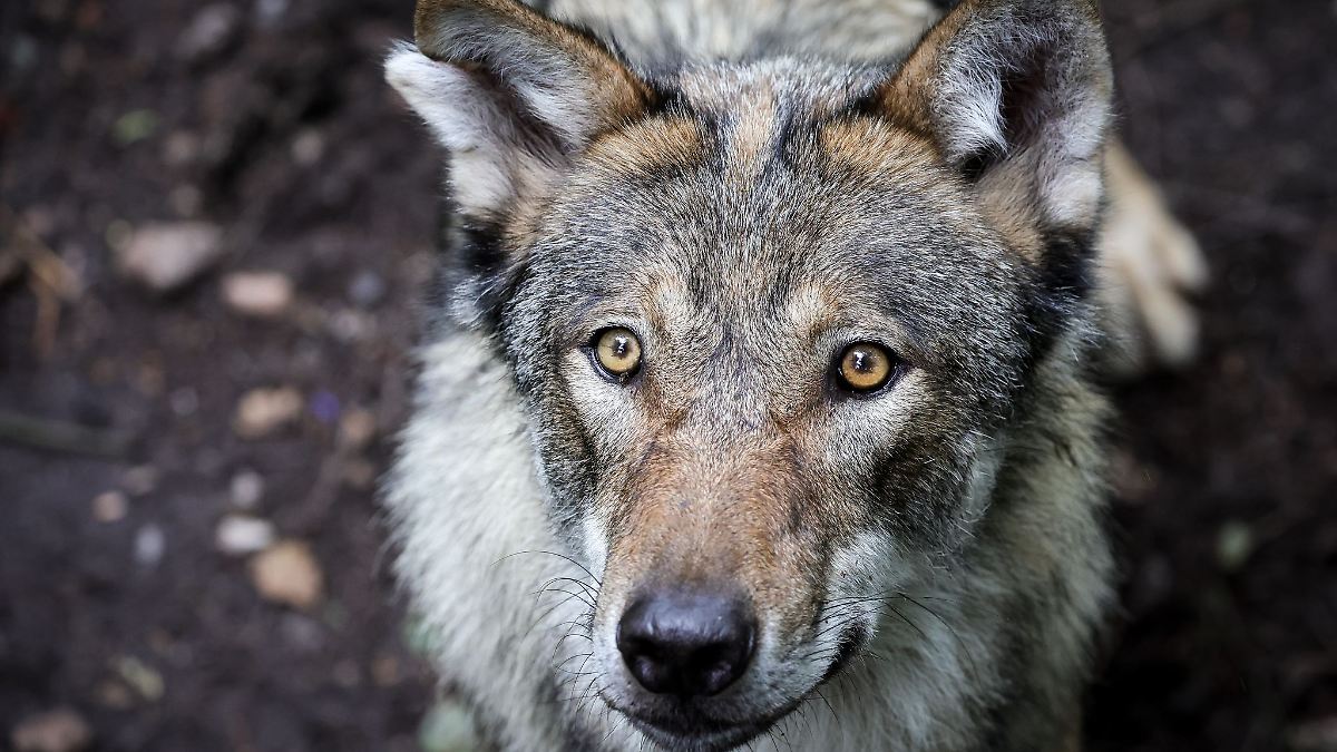 Wolf in Sachsen - neue Territorien und Nachwuchs bestätigt