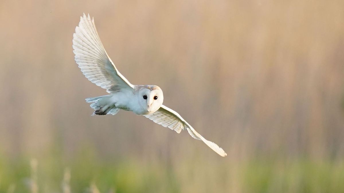 Hilfe für bedrohte Arten: Hessische Zoos wildern Tiere aus