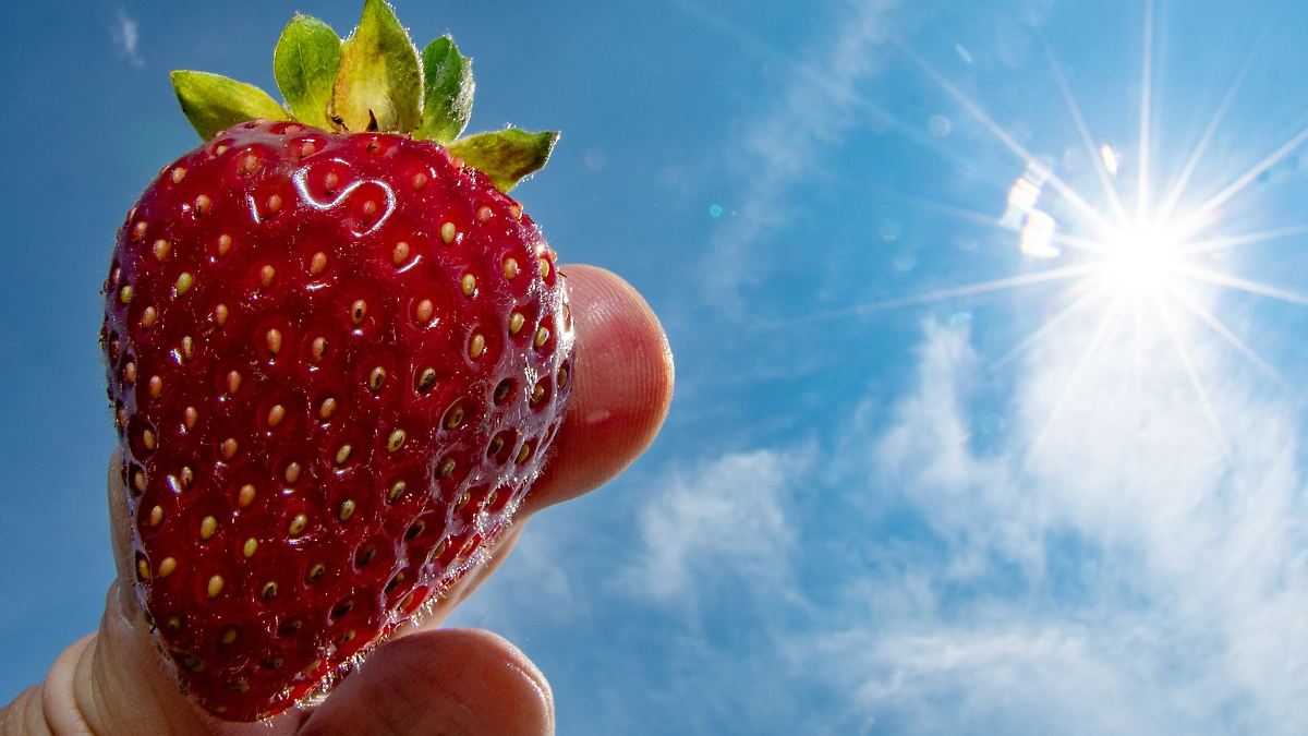 Weniger Spargel und Erdbeeren aus Bayern