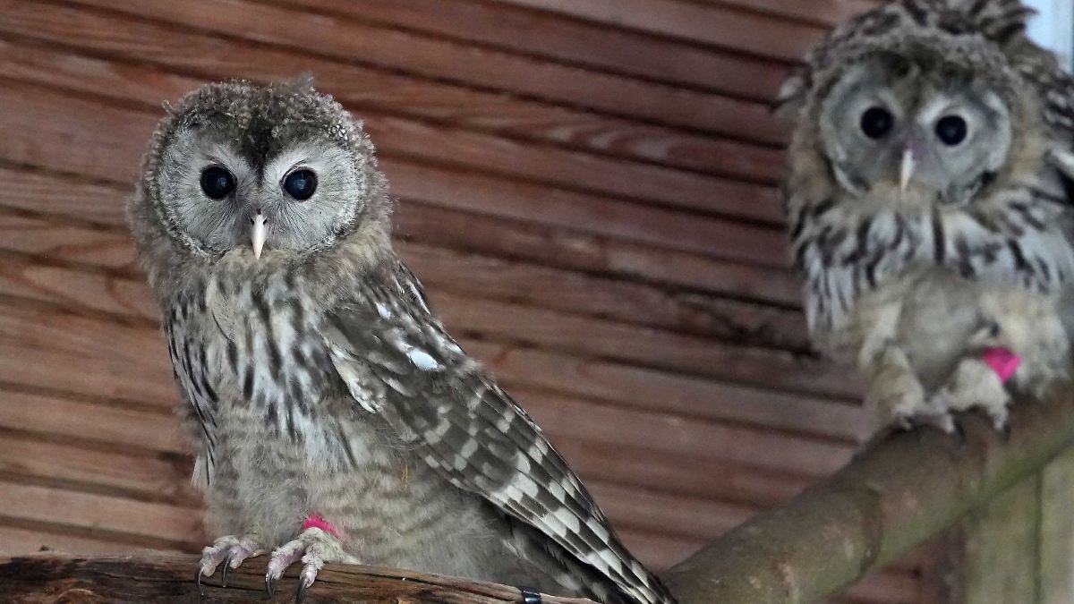 Habichtskäuze aus Zoo Leipzig nach Österreich gebracht