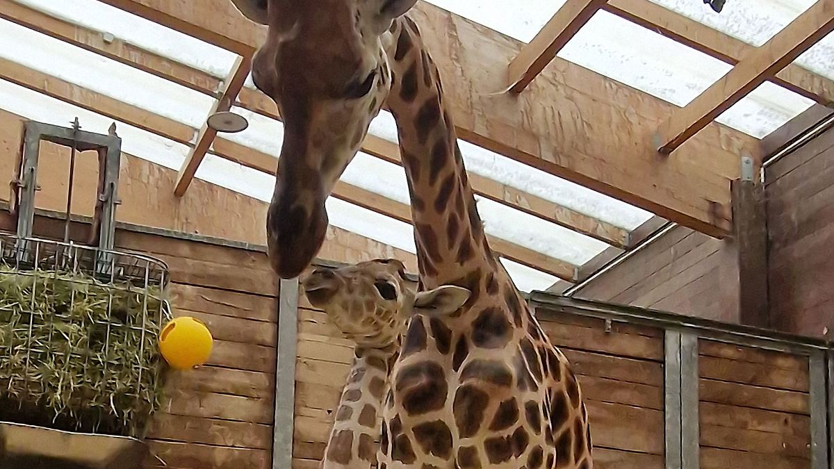 Giraffennachwuchs im Leipziger Zoo