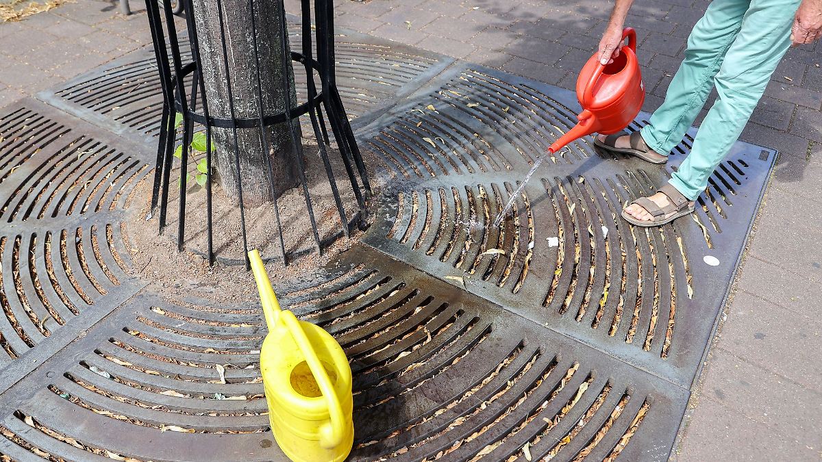 Hessens Stadtbäume im Klima-Stress