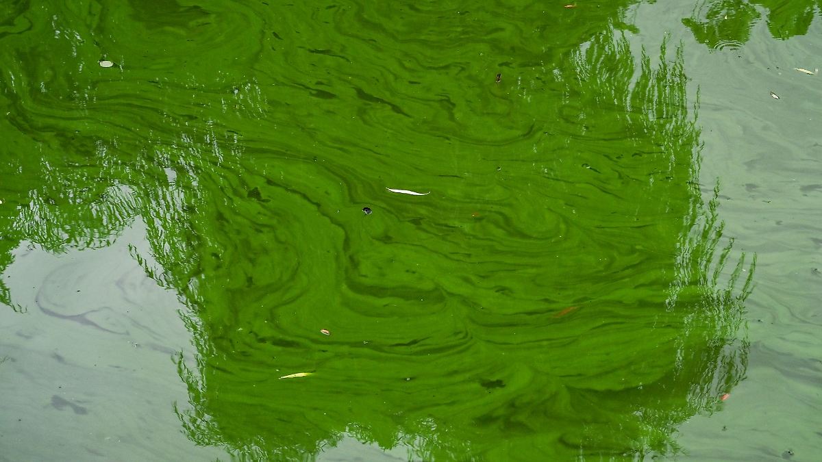 Blaualgen in Aartalsperre entdeckt