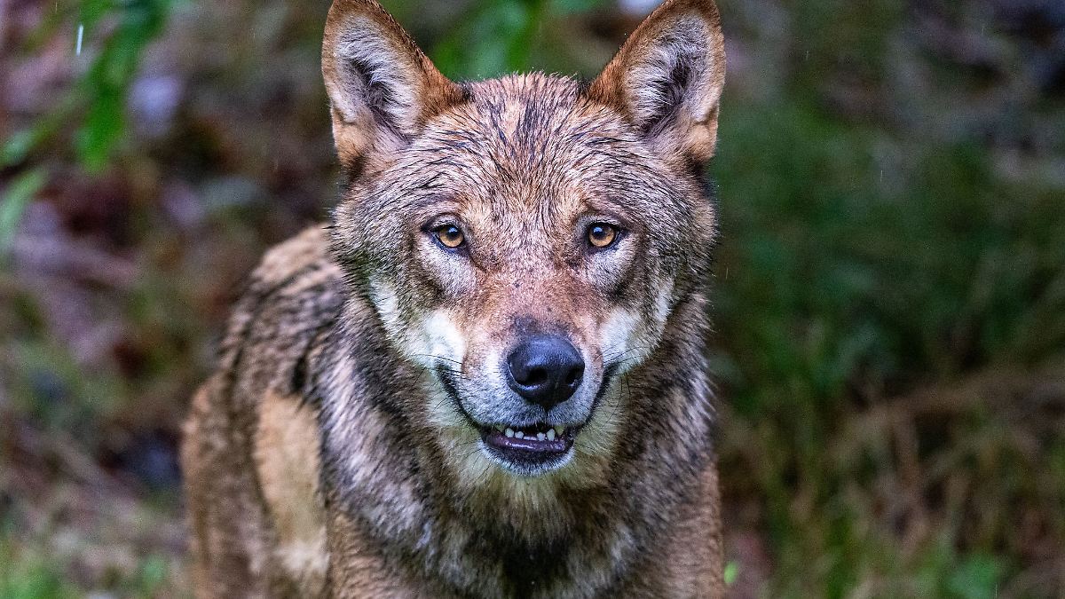 Bayern sauer über unterschiedliche Bewertung zum Wolf
