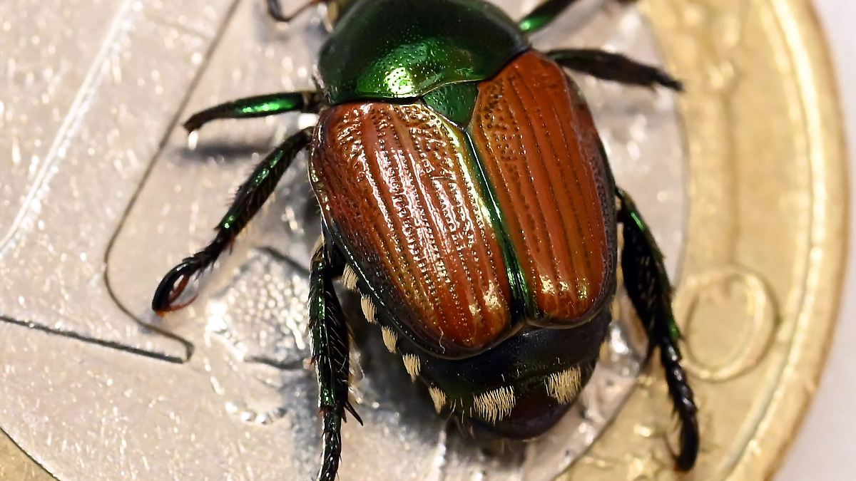 Japankäfer breitet sich aus - Einschränkungen für Bürger