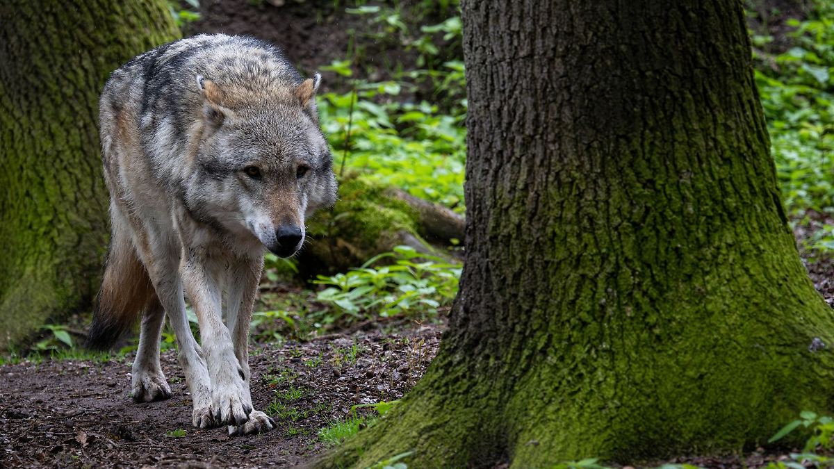 Medien: Herdenschutz vor Wölfen künftig in ganz NRW