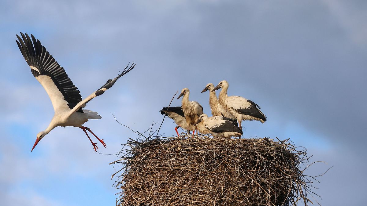 Gummibänder werden jungen Störchen zum Verhängnis