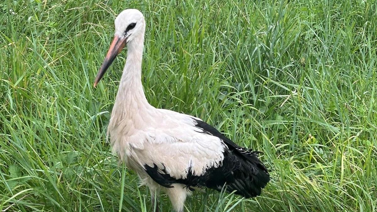 Storch von Gleisen gerettet