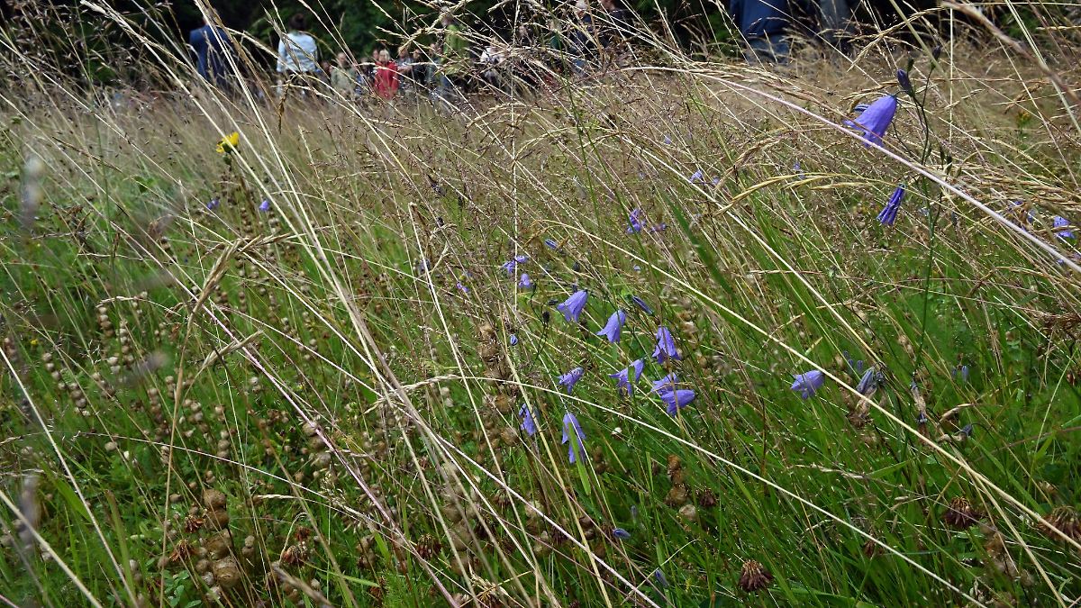 Naturschutz: Verbände protestieren gegen Kürzungen