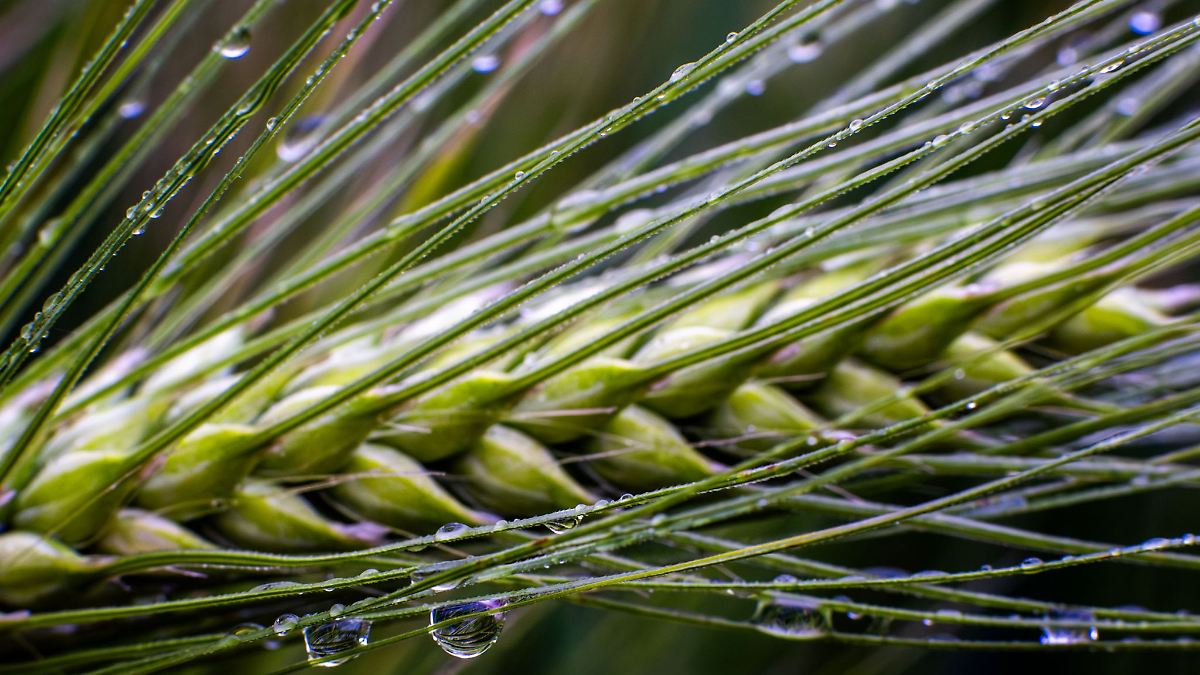 Nässe bedroht Getreideernte in Sachsen-Anhalt