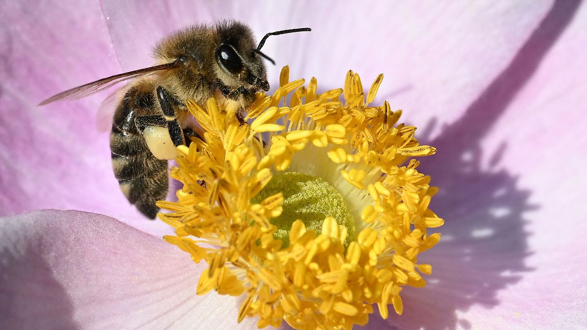 Nabu: 43 Wildbienenarten ausgestorben - Blüten werden rar